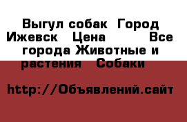 Выгул собак. Город Ижевск › Цена ­ 150 - Все города Животные и растения » Собаки   